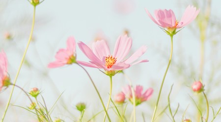 Détox au printemps : Mode d’emploi